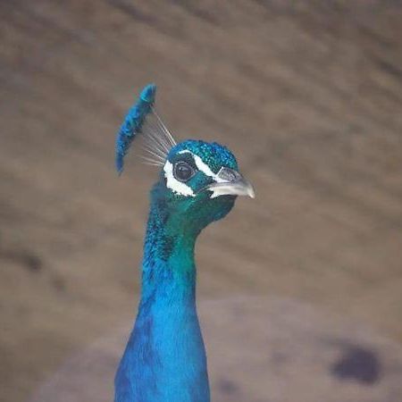 Granja El Regajo Villa บาเลนเซีย ภายนอก รูปภาพ