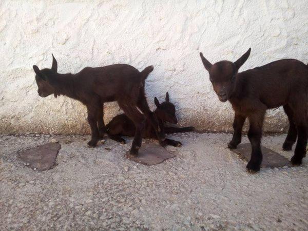 Granja El Regajo Villa บาเลนเซีย ภายนอก รูปภาพ