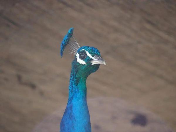 Granja El Regajo Villa บาเลนเซีย ภายนอก รูปภาพ